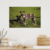 タンザニアのアフリカの野生犬 ポスター (キッチン)