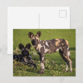 タンザニアのアフリカノロワケ犬 ポストカード (正面/裏面)