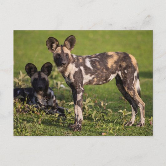 タンザニアのアフリカノロワケ犬 ポストカード (正面)