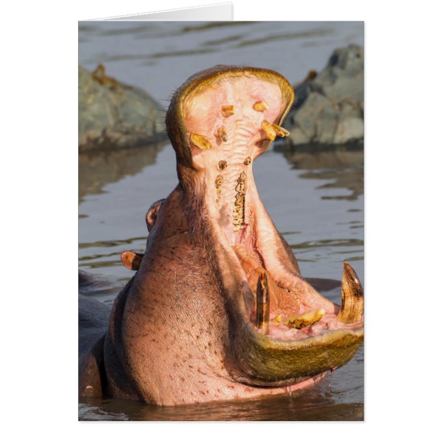 タンザニアのカバのあくび (正面)