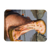 タンザニアのカバのあくび マグネット (横)
