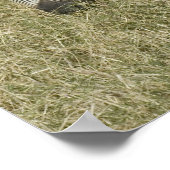 タンザニアのシマウマのポスター ポスター (角)