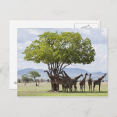 タンザニアのミクミ国立公園のサファリ ポストカード (正面/裏面)
