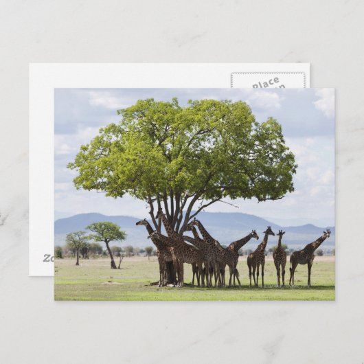 タンザニアのミクミ国立公園のサファリ ポストカード (正面/裏面)
