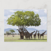 タンザニアのミクミ国立公園のサファリ ポストカード (正面)