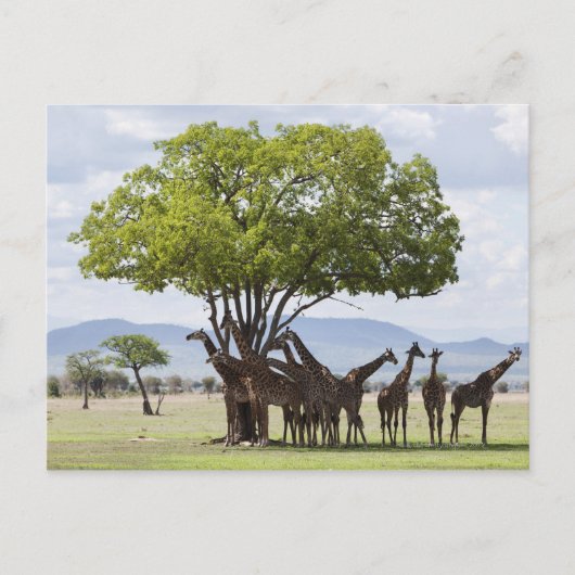 タンザニアのミクミ国立公園のサファリ ポストカード (正面)