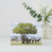 タンザニアのミクミ国立公園のサファリ ポストカード (スタンド正面)