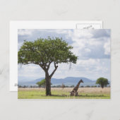 タンザニアのミクミ国立公園のサファリ ポストカード (正面/裏面)