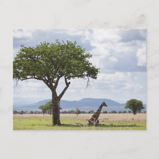 タンザニアのミクミ国立公園のサファリ ポストカード (正面)