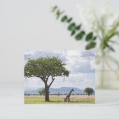 タンザニアのミクミ国立公園のサファリ ポストカード (スタンド正面)