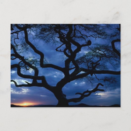 タンザニア国立公園 ポストカード (正面)