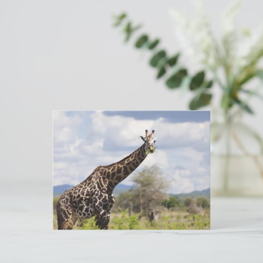 タンザニア、アフリカのサファリで。 ポストカード (スタンド正面)