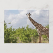 タンザニア、アフリカのサファリで。2 ポストカード (正面)