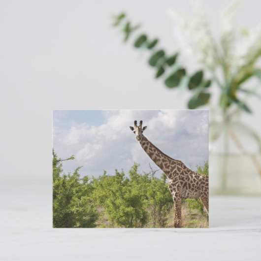 タンザニア、アフリカのサファリで。2 ポストカード (スタンド正面)