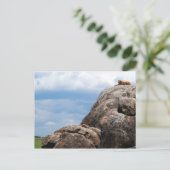 タンザニア・アフリカの大きな岩の上に横たわるライオン ポストカード (スタンド正面)