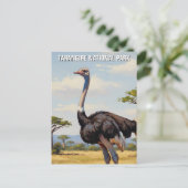 タンザニア・タランギール国立公園ゼブラ ポストカード (スタンド正面)