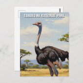 タンザニア・タランギール国立公園ゼブラ ポストカード (正面/裏面)