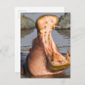 タンザニア,ヒッポあくびをする ポストカード (正面/裏面)