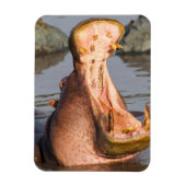 タンザニア,ヒッポあくびをする マグネット (縦)