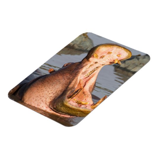 タンザニア,ヒッポあくびをする マグネット (左側)