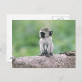 タンザニア、ングォロングォロ・クレーター。野生のクローズアップ ポストカード (正面/裏面)