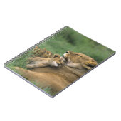 タンザニア、Ngorongoroクレーター。アフリカライオンの母親 ノートブック (左側)