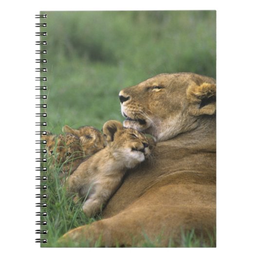 タンザニア、Ngorongoroクレーター。アフリカライオンの母親 ノートブック (正面)