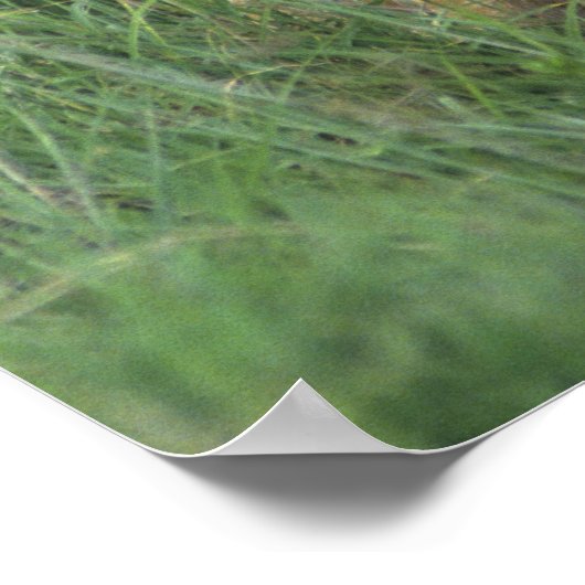 タンザニア、Ngorongoroクレーター。アフリカライオンの母親 ポスター (角)