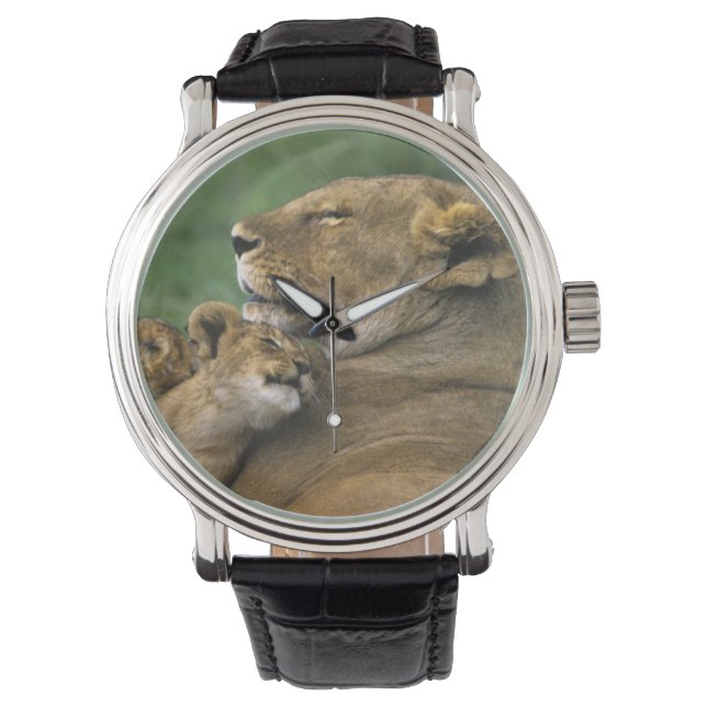 タンザニア、Ngorongoroクレーター。アフリカライオンの母親 腕時計 (正面)