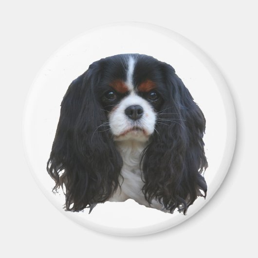 タンシー マグネット (正面)