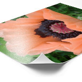 タンジェリン色のケシ2 フォトプリント            (角)