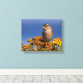 タンジーに座る白い冠をかぶったスズメ キャンバスプリント (インサイチュ (ウッドフロア))
