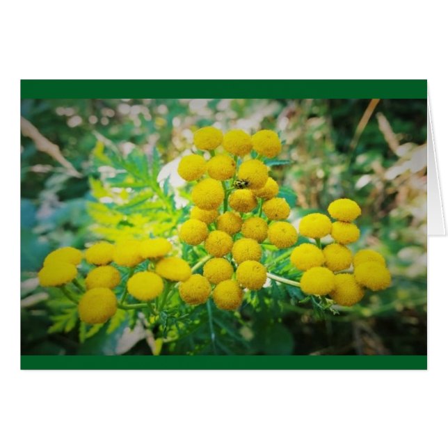 タンジーの花に黄色のレディーバグ (正面横)