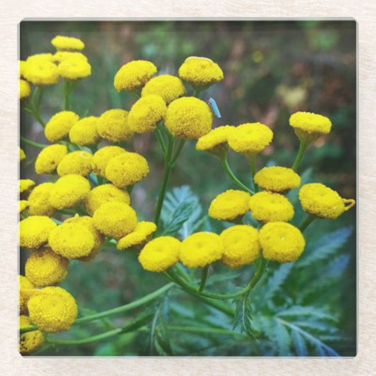 タンジーの花 ガラスコースター (正面)
