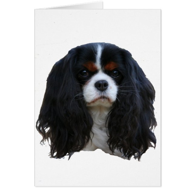 タンジー (正面)