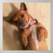 タンダックスフンドの子犬のお腹ポーズ ポスター (正面)