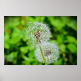 タンデロン ポスター