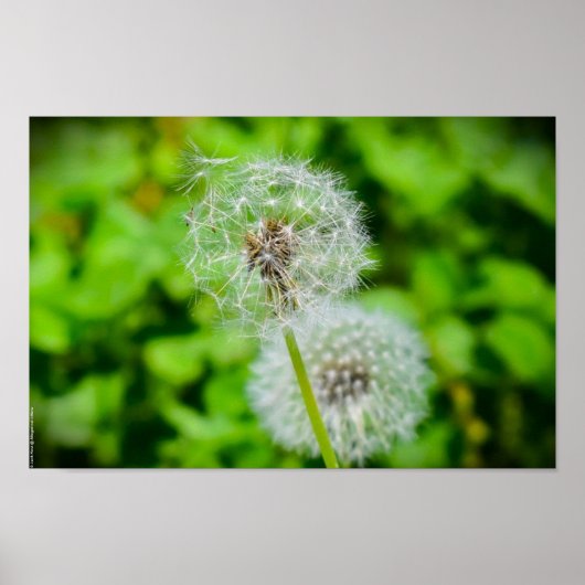 タンデロン ポスター (正面)