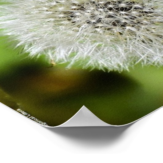 タンデロン ポスター (角)