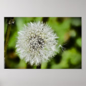 タンデロン ポスター (正面)