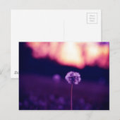 タンデロン ポストカード (正面/裏面)