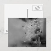 タンデロン ポストカード (正面/裏面)