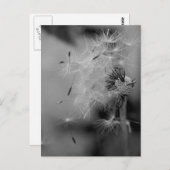 タンデロン ポストカード (正面/裏面)