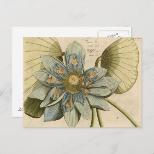 タンバックグラウンドに咲く青い蓮書の花 ポストカード (正面/裏面)