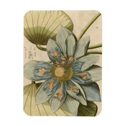 タンバックグラウンドに咲く青い蓮書の花 マグネット (縦)