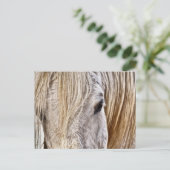 タンバーホースのはがき ポストカード (スタンド正面)