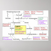 タンパク原性アミノ酸図の異化作用 ポスター (正面)
