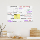 タンパク原性アミノ酸図の異化作用 ポスター (キッチン)