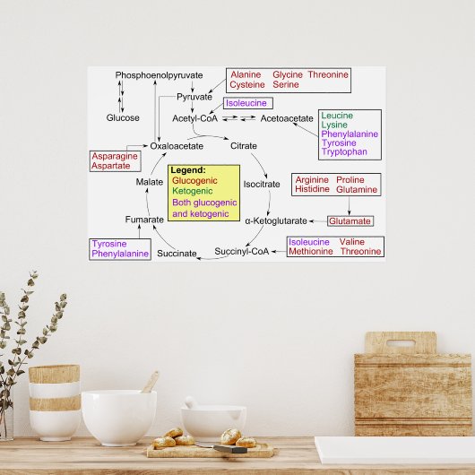 タンパク原性アミノ酸図の異化作用 ポスター (キッチン)