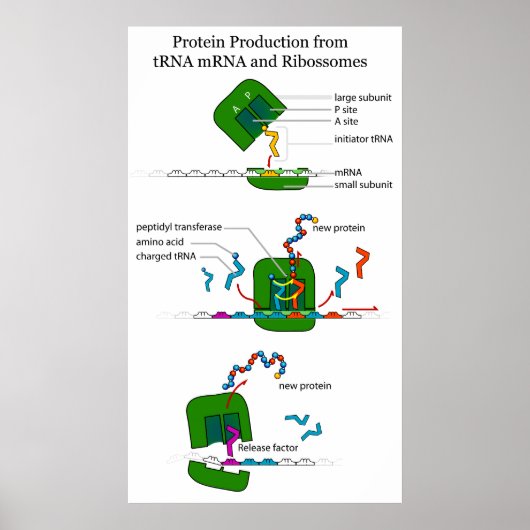 タンパク質翻訳におけるtRNA mRNAリボソーム機能 ポスター (正面)